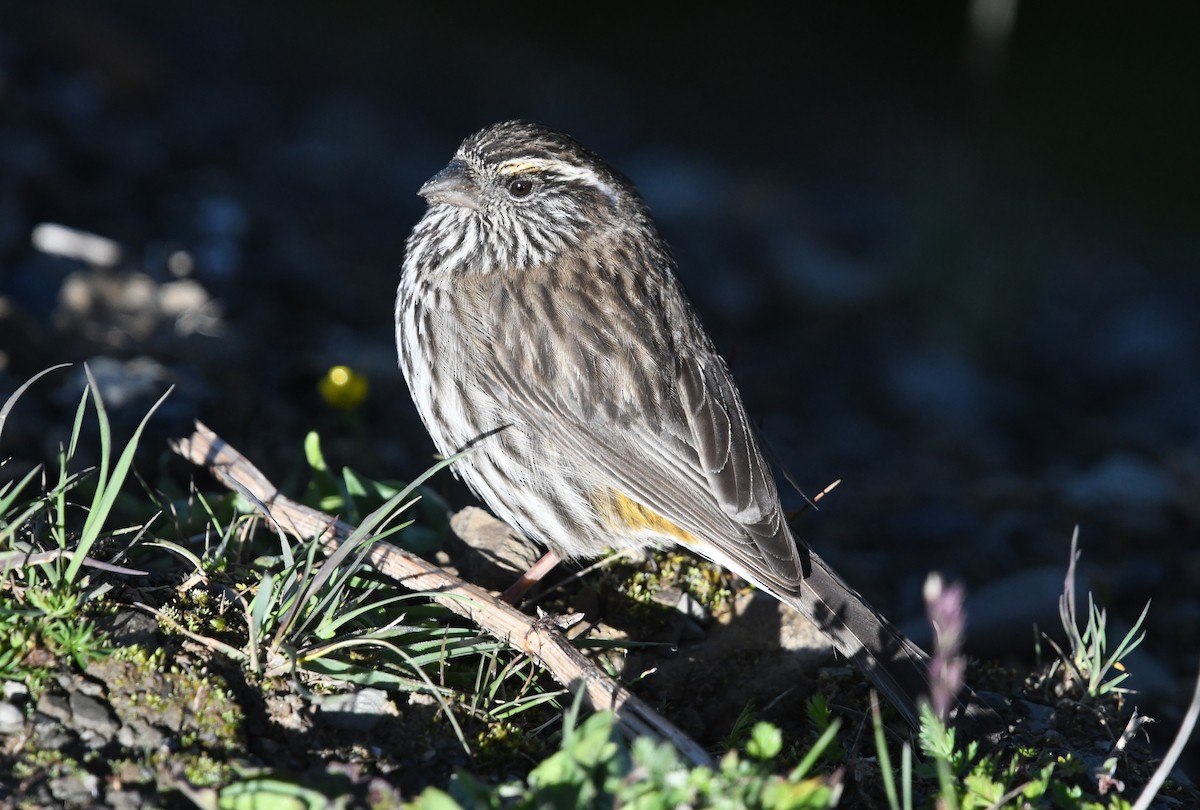 Chinese White-browed Rosefinch - ML640310080