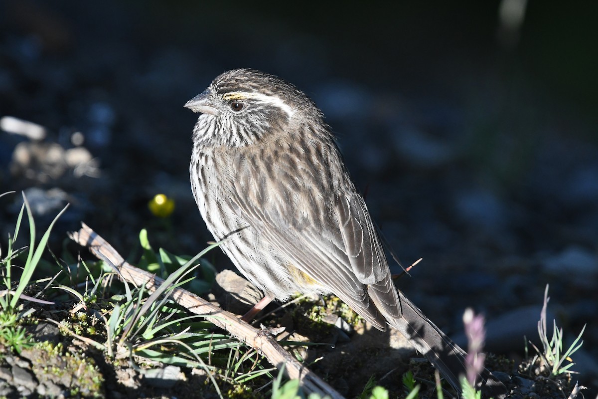 Chinese White-browed Rosefinch - ML640310082
