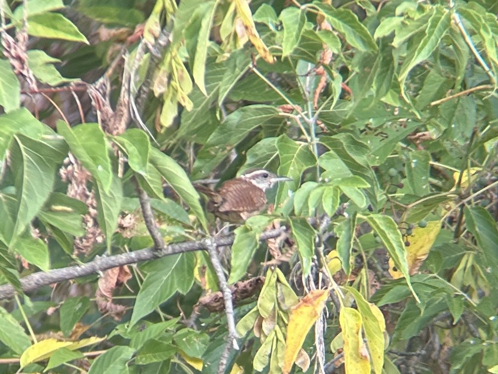 Carolina Wren - ML640310084