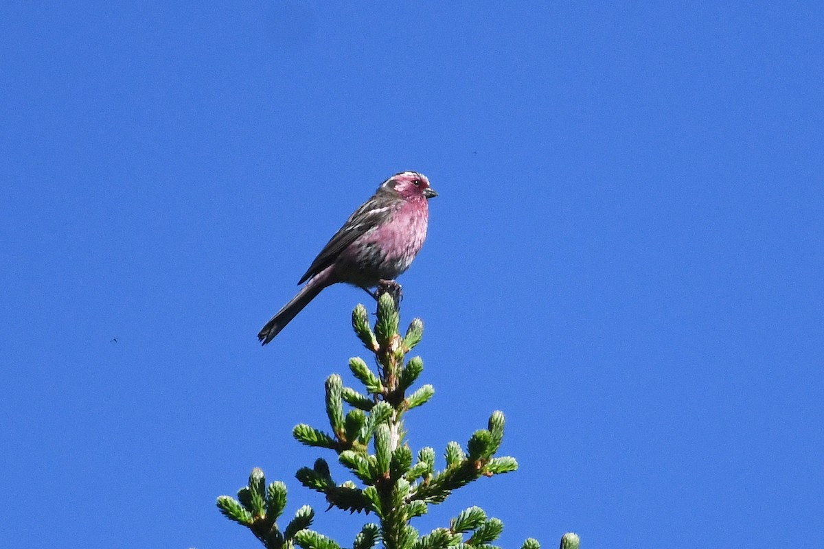 Chinese White-browed Rosefinch - ML640310089