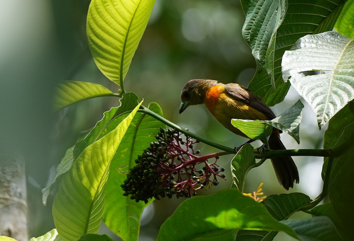 Scarlet-rumped Tanager - ML640310092