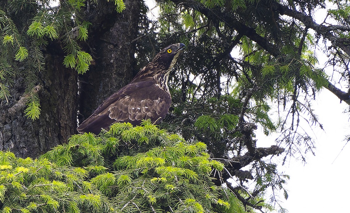 Mountain Hawk-Eagle - ML640310099