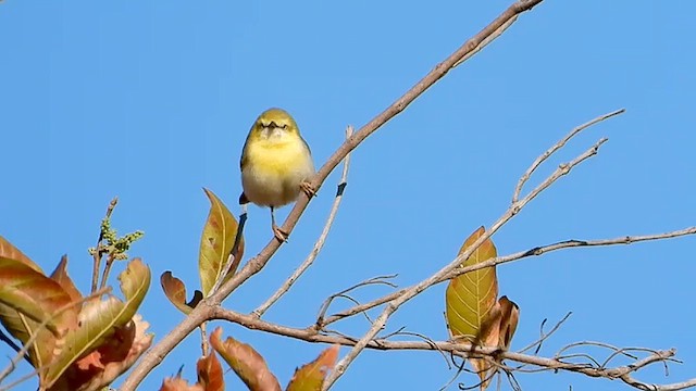 Green-capped Eremomela - ML640310233