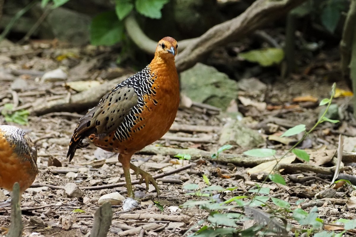 Ferruginous Partridge - ML640310245
