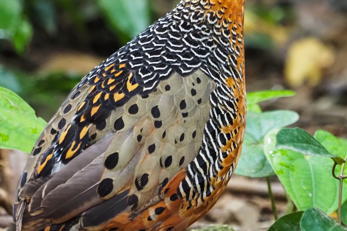 Ferruginous Partridge - ML640310246