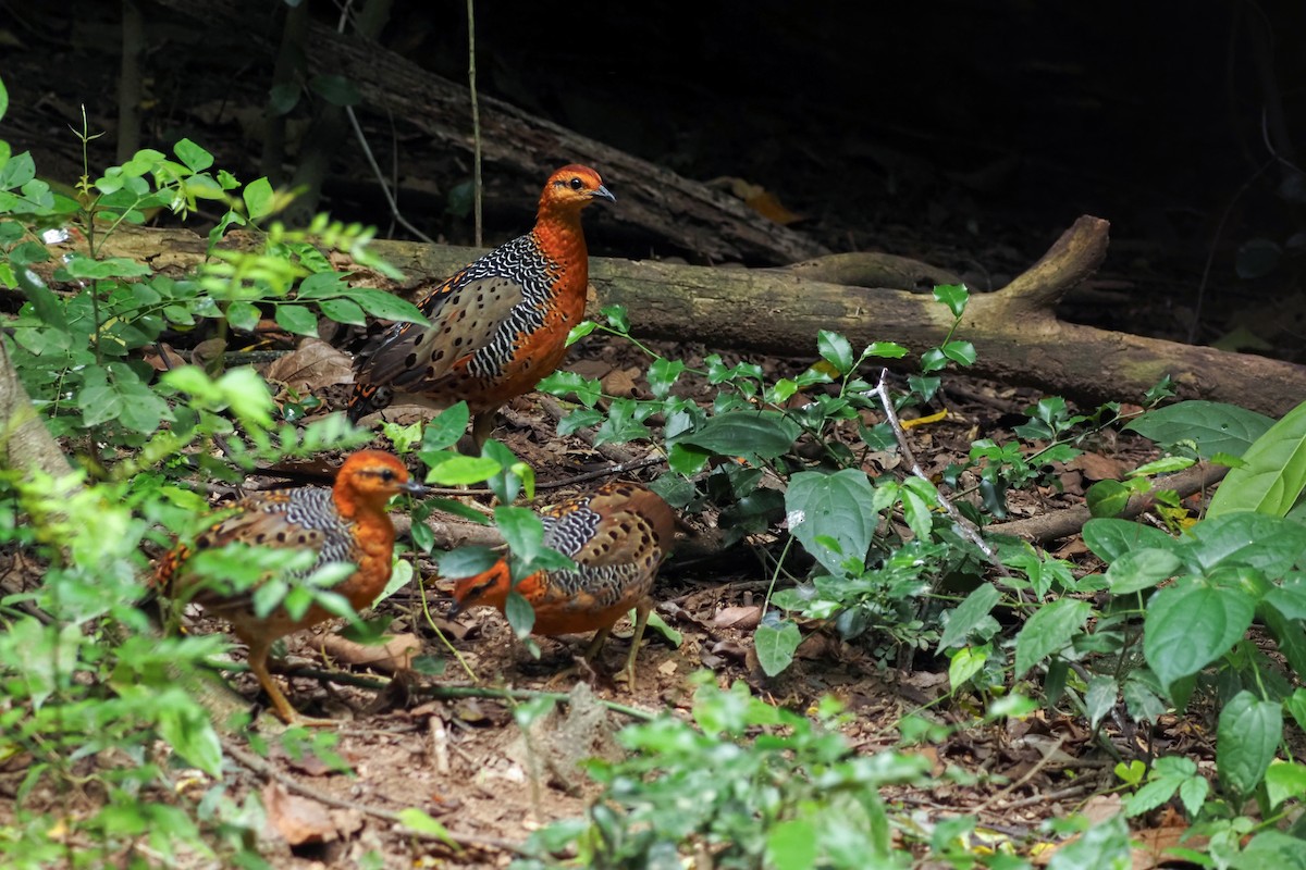 Ferruginous Partridge - ML640310247