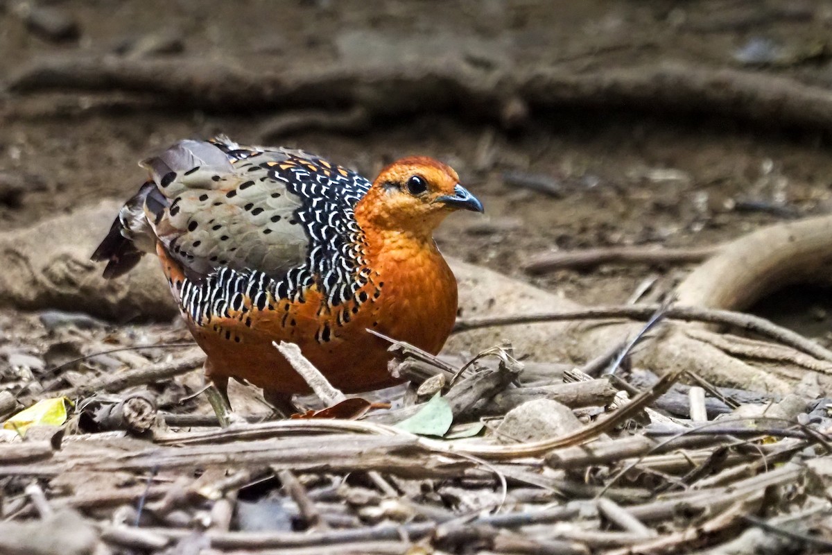 Ferruginous Partridge - ML640310248