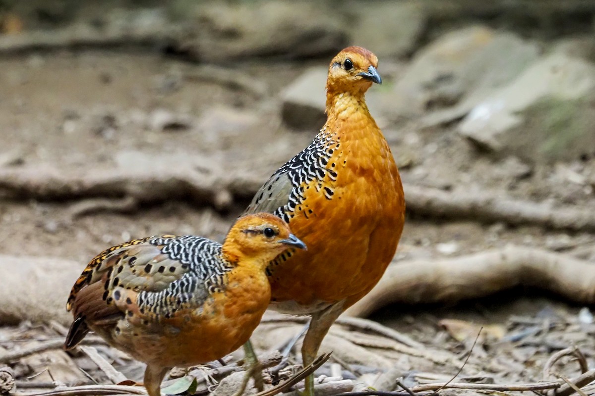 Ferruginous Partridge - ML640310249
