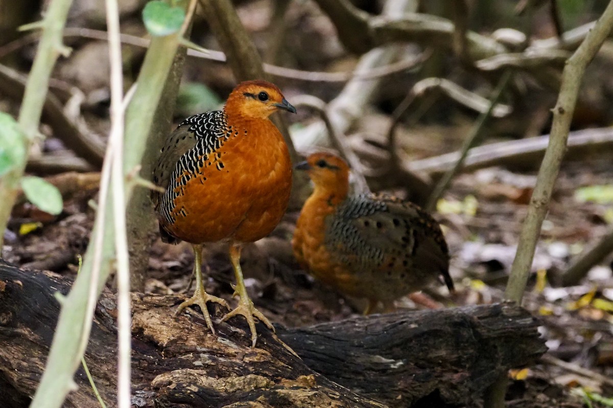 Ferruginous Partridge - ML640310250
