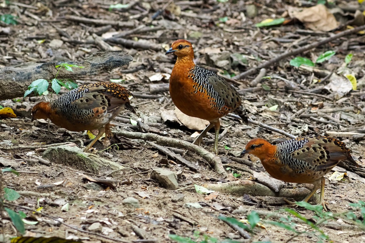Ferruginous Partridge - ML640310251