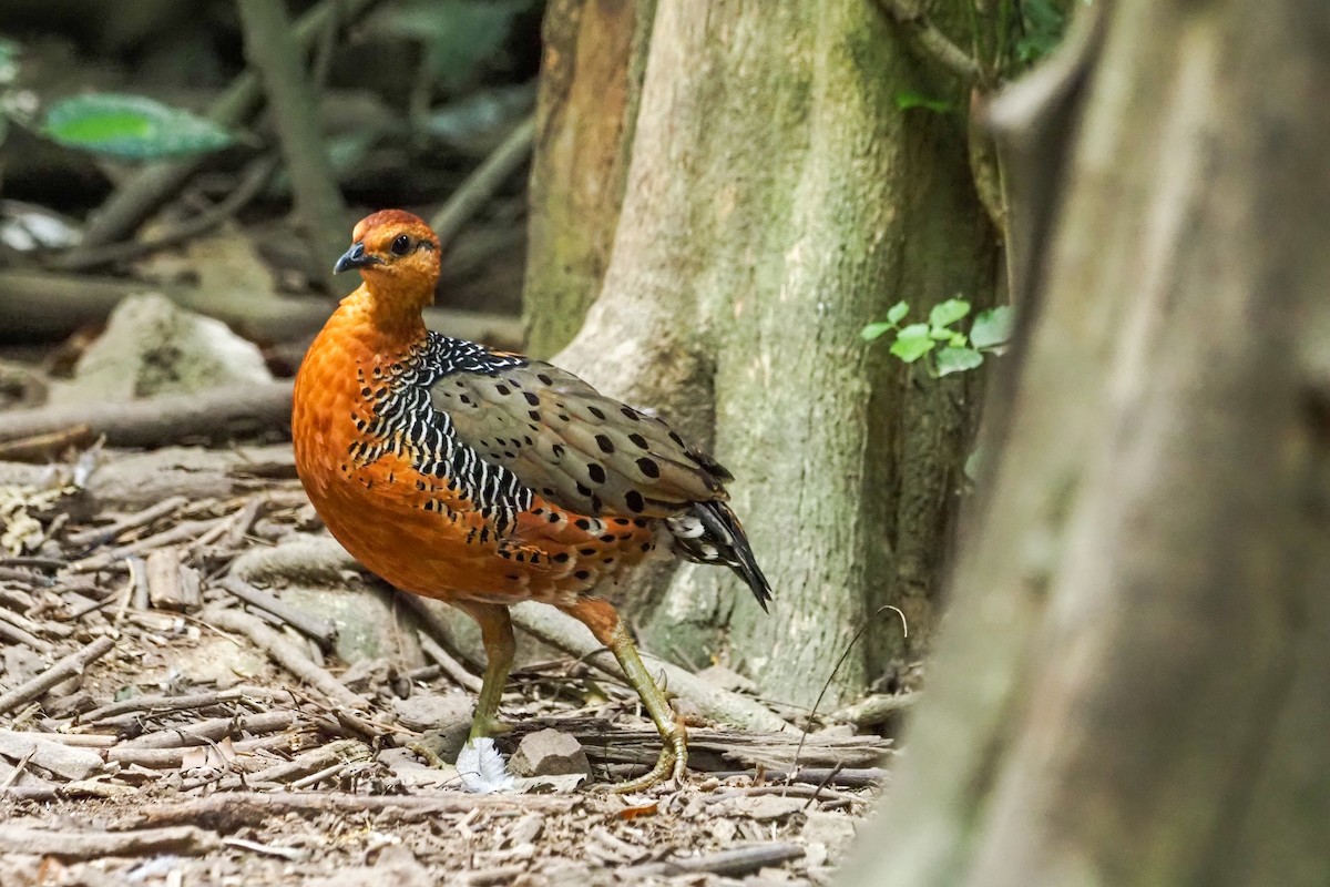 Ferruginous Partridge - ML640310252