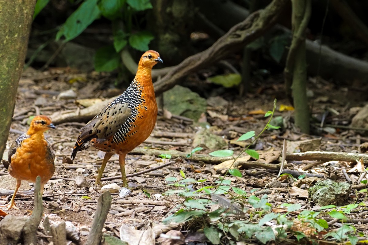 Ferruginous Partridge - ML640310253