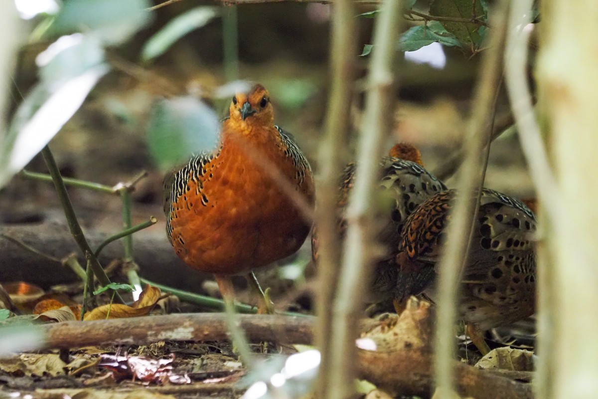 Ferruginous Partridge - ML640310254