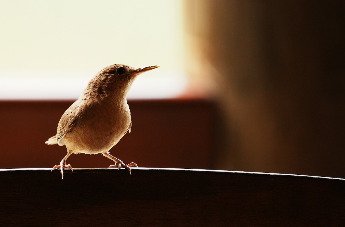 Southern House Wren - ML640310288