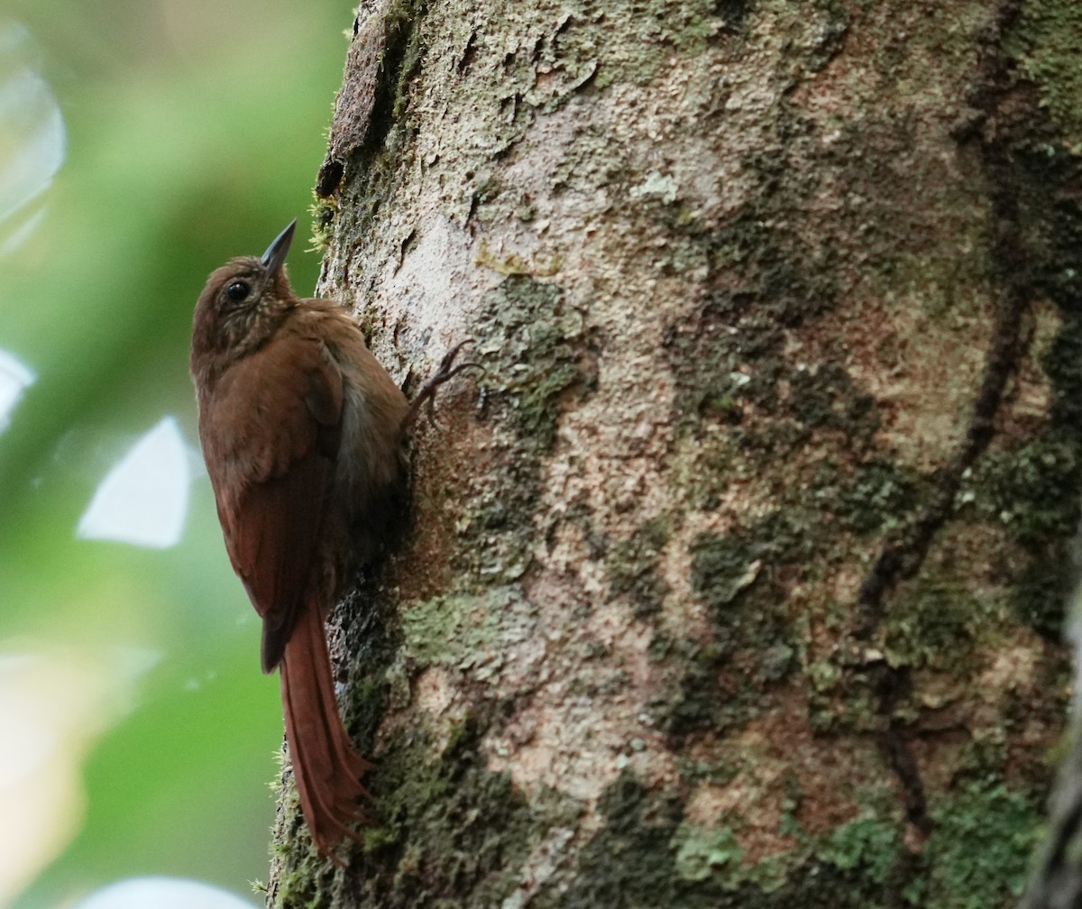 Wedge-billed Woodcreeper - ML640310318