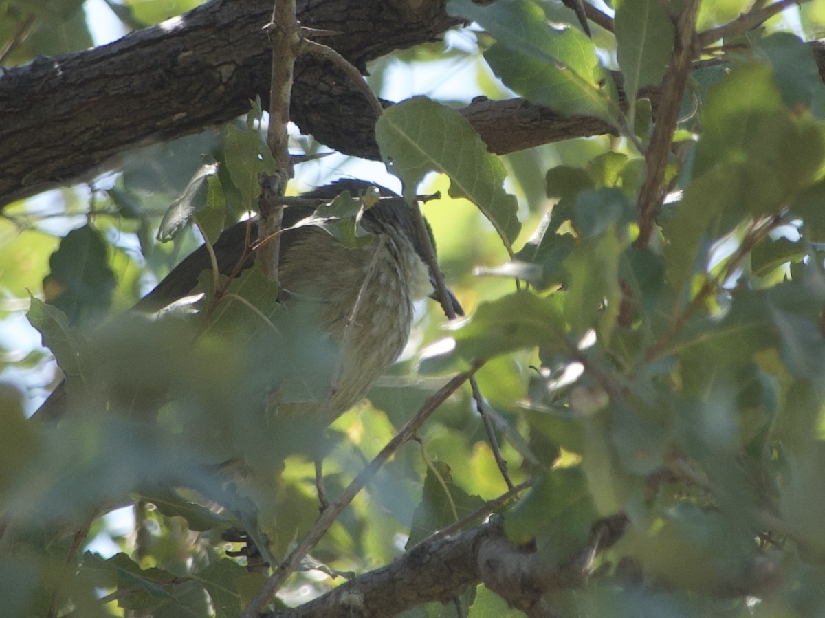 Pale-throated Greenbul - ML640310348