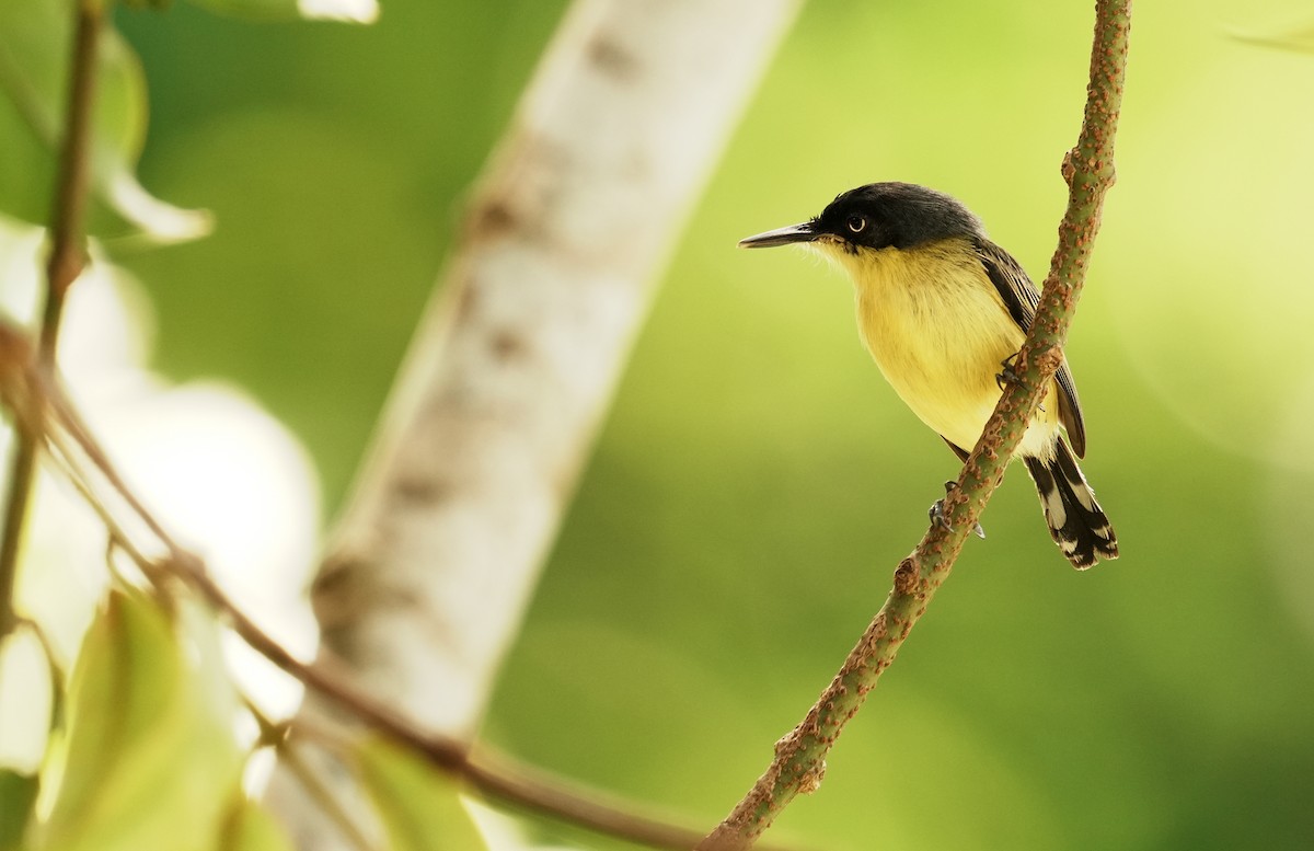 Common Tody-Flycatcher - ML640310439