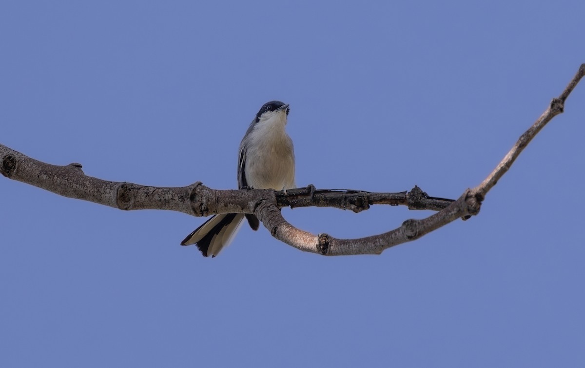 Tropical Gnatcatcher (atricapilla) - ML640310442