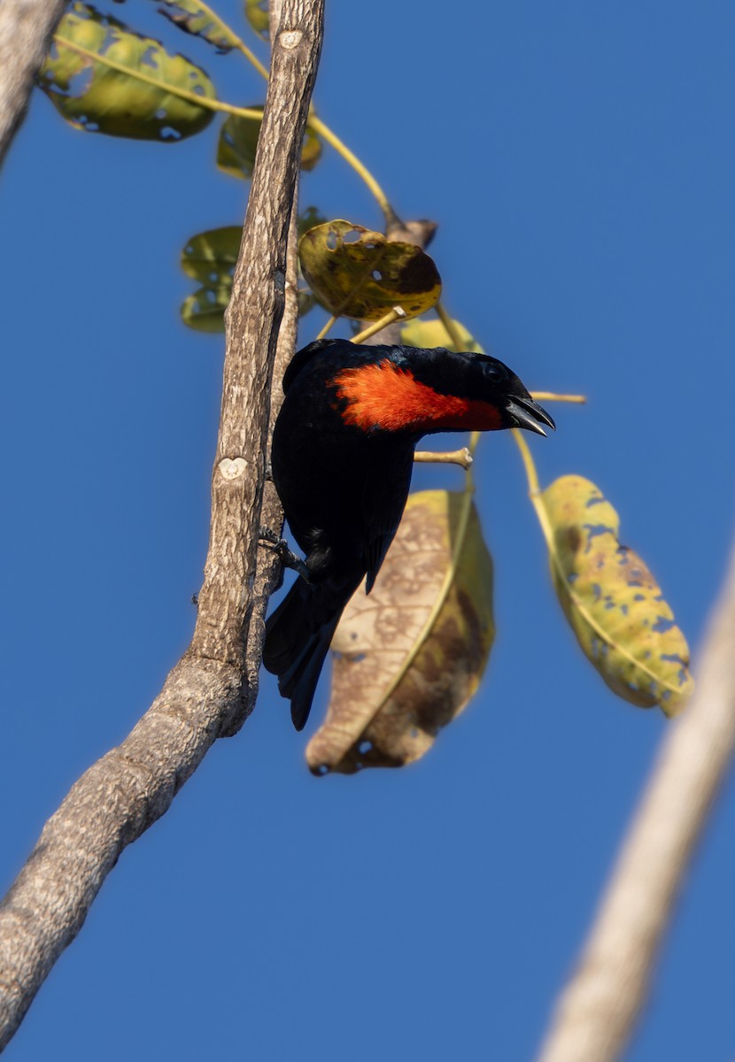 Scarlet-throated Tanager - ML640310452