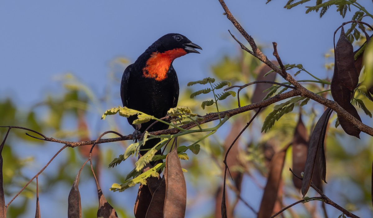 Scarlet-throated Tanager - ML640310453