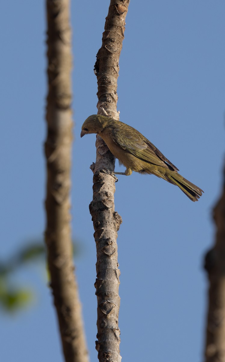 Palm Tanager - ML640310455