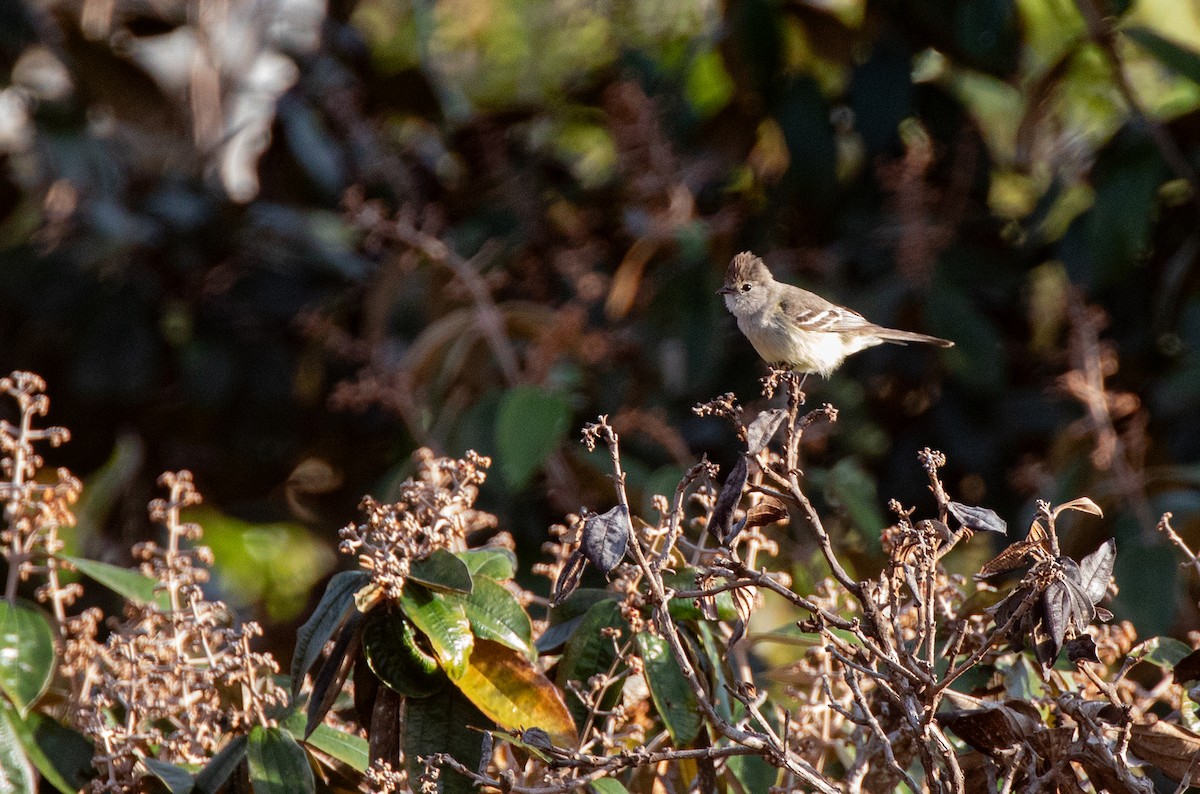 Southern Scrub-Flycatcher - ML640310475