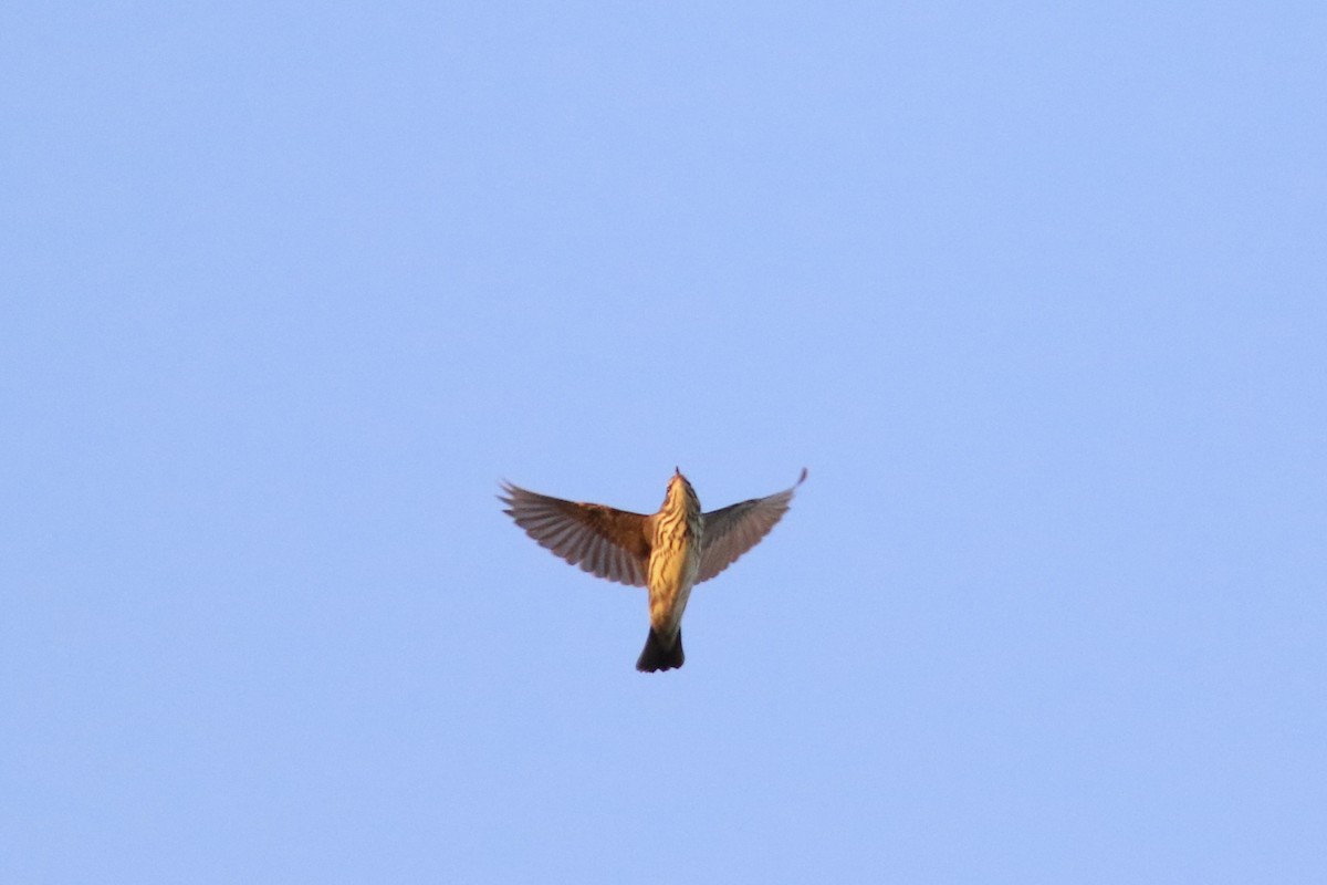 Louisiana/Northern Waterthrush - ML640310487
