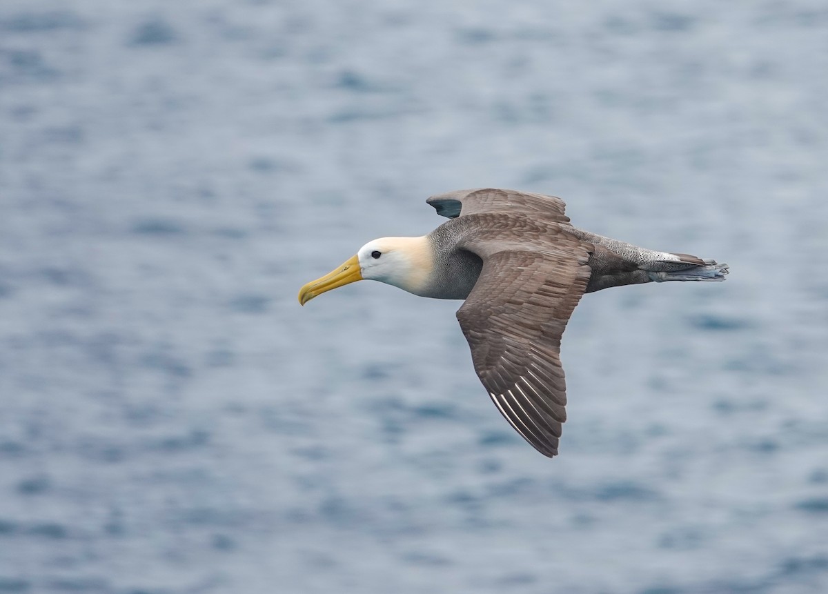 Waved Albatross - ML640310504