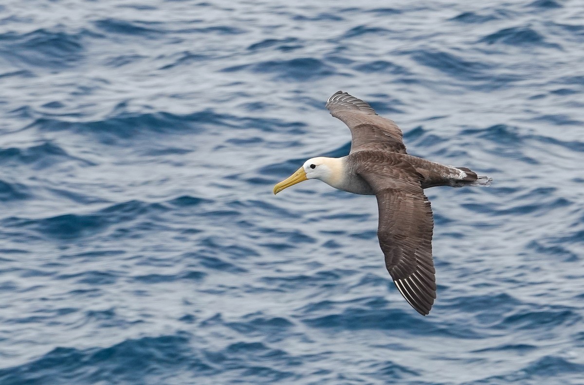 Waved Albatross - ML640310508