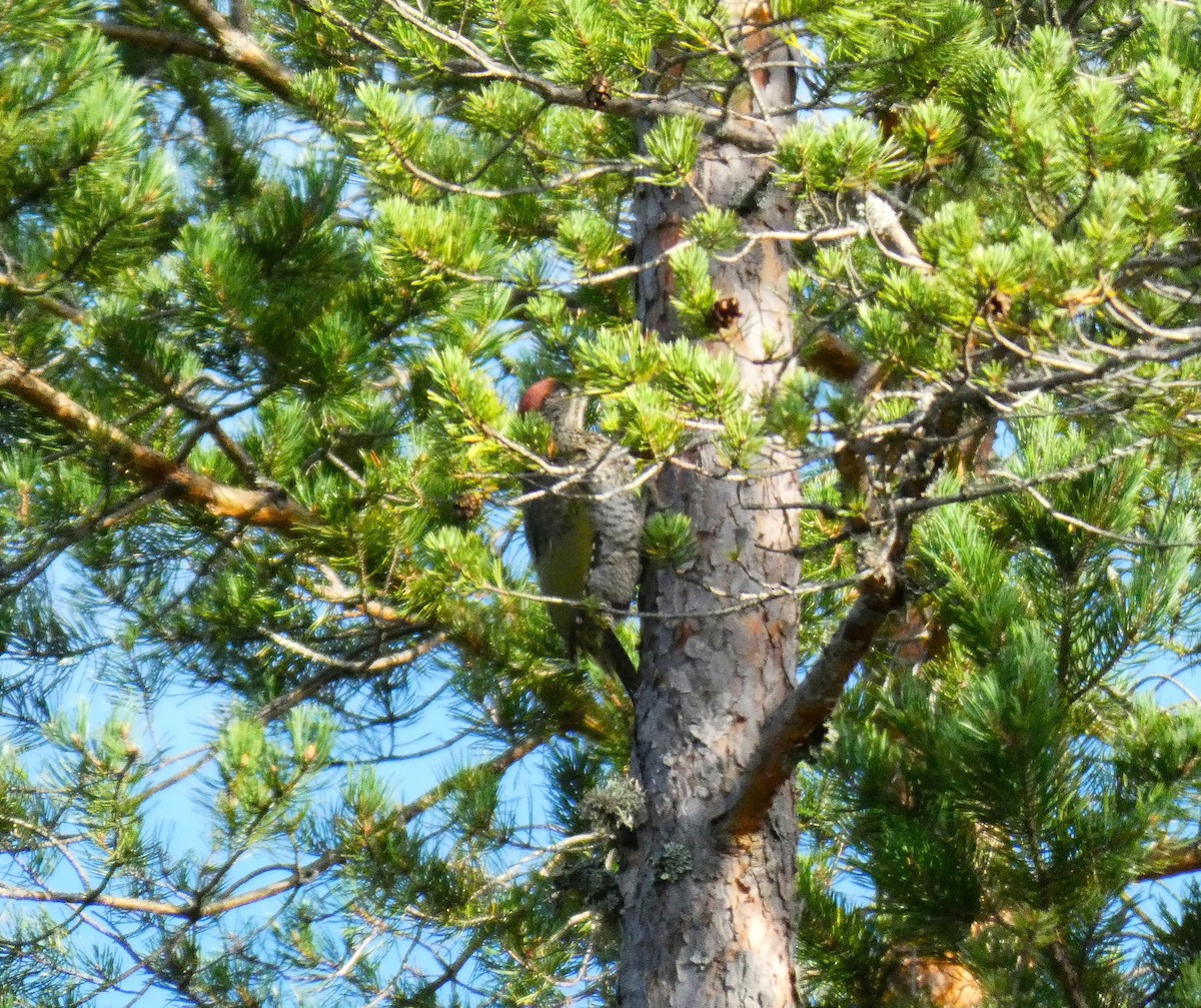 Eurasian Green Woodpecker - ML640310514