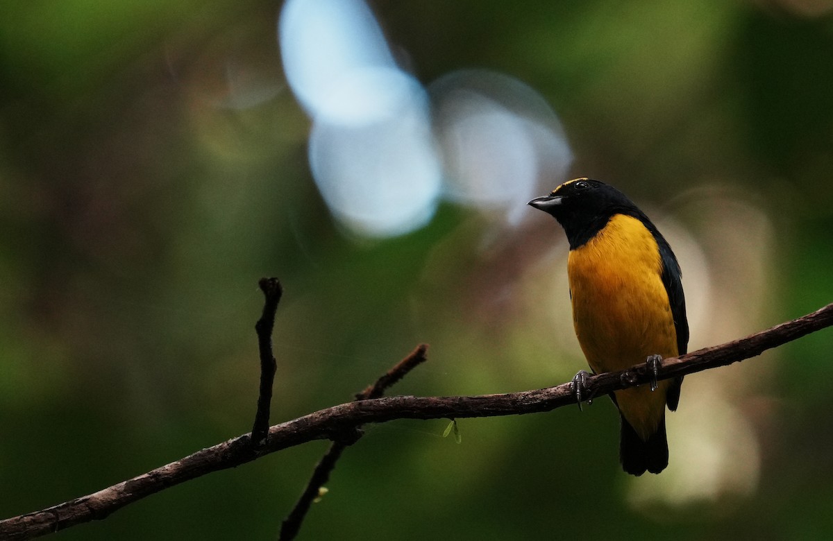 Yellow-throated Euphonia - ML640310515