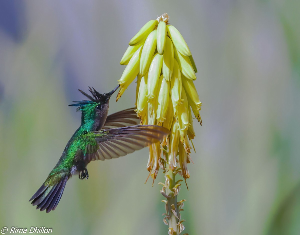 Antillean Crested Hummingbird - ML640310547