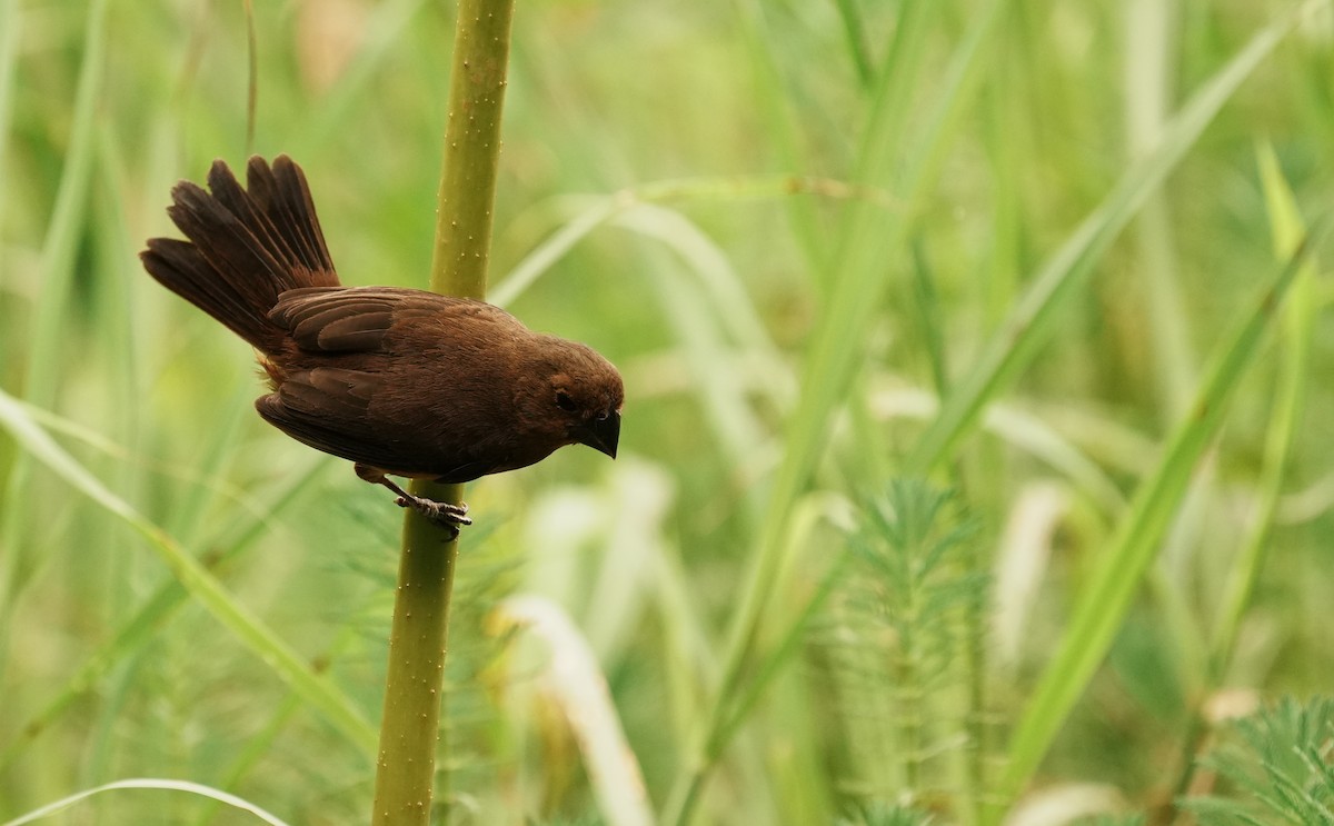 Variable Seedeater - ML640310550