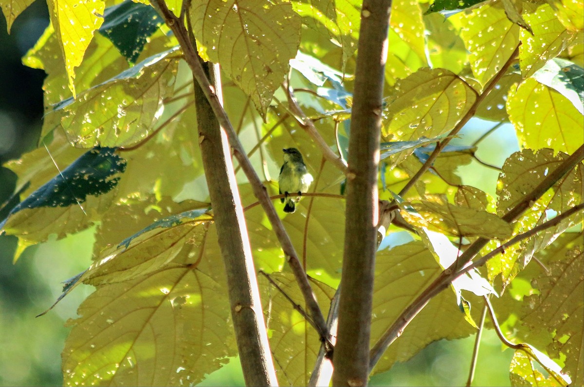 Olive-crowned Flowerpecker - ML640310558