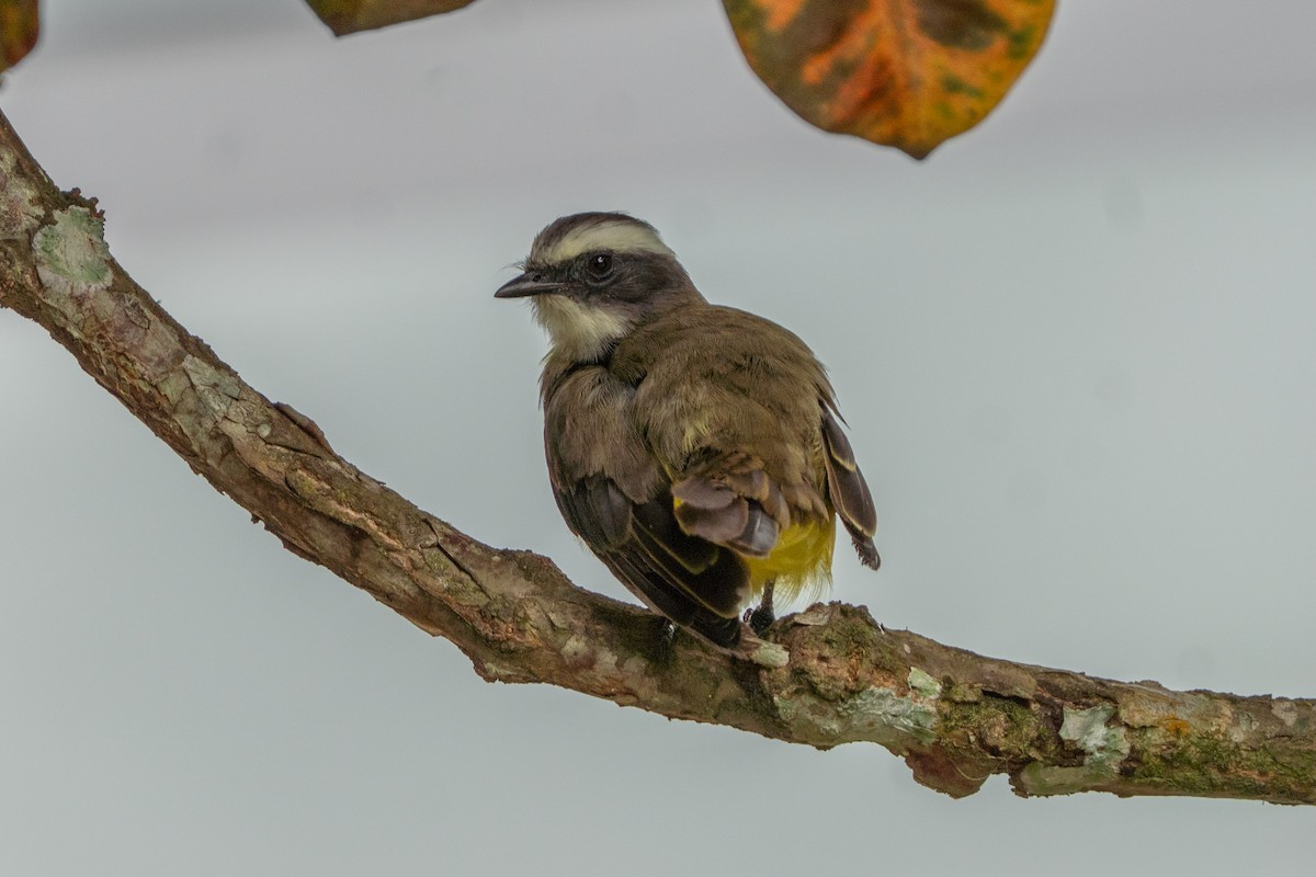 Social Flycatcher - ML640310561