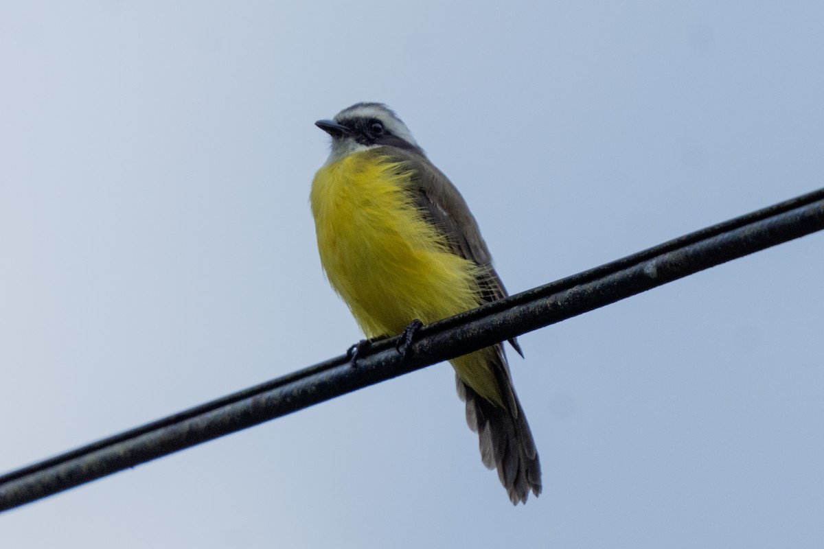 Social Flycatcher - ML640310562