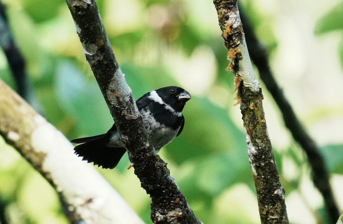 Variable Seedeater - ML640310594