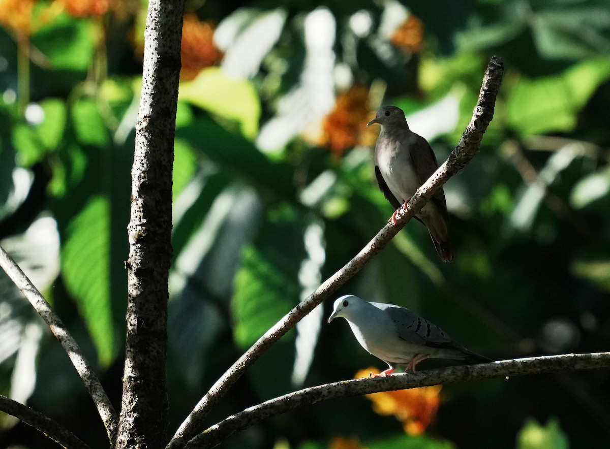 Blue Ground Dove - ML640310628