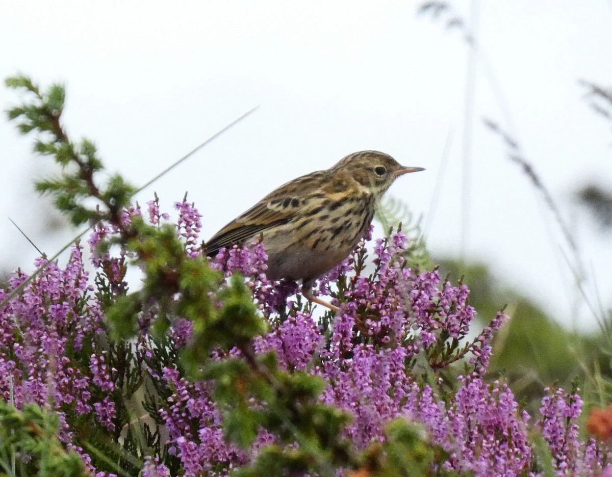 Meadow Pipit - ML640310649