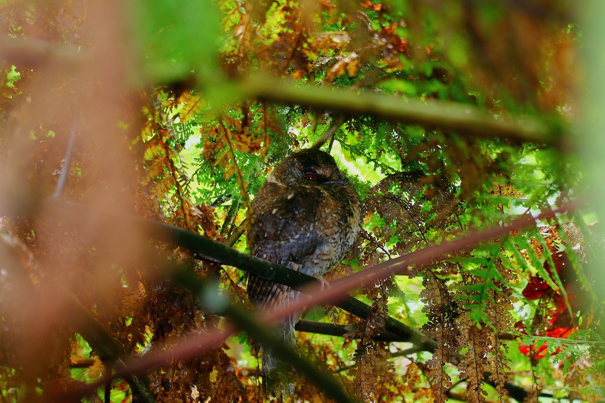 Mountain Owlet-nightjar - ML640310708