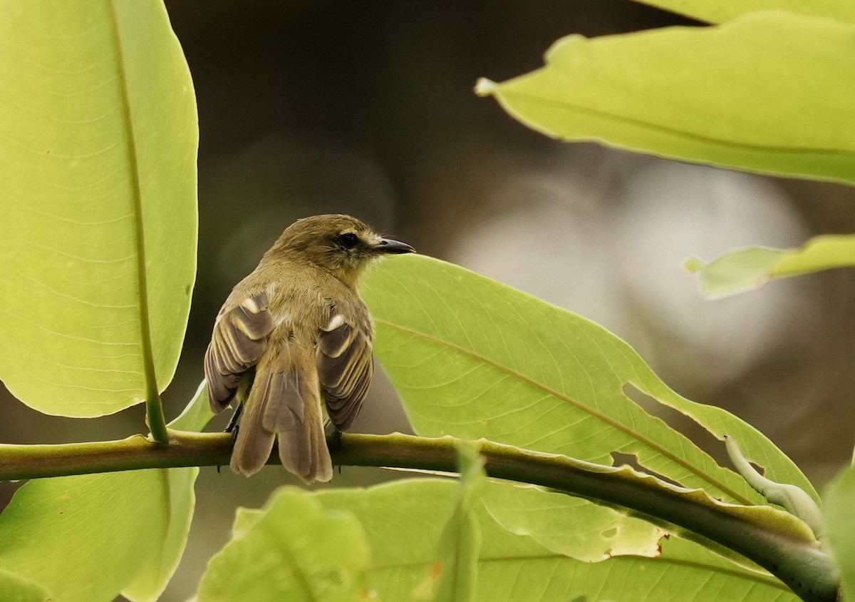 Yellow Tyrannulet - ML640310789