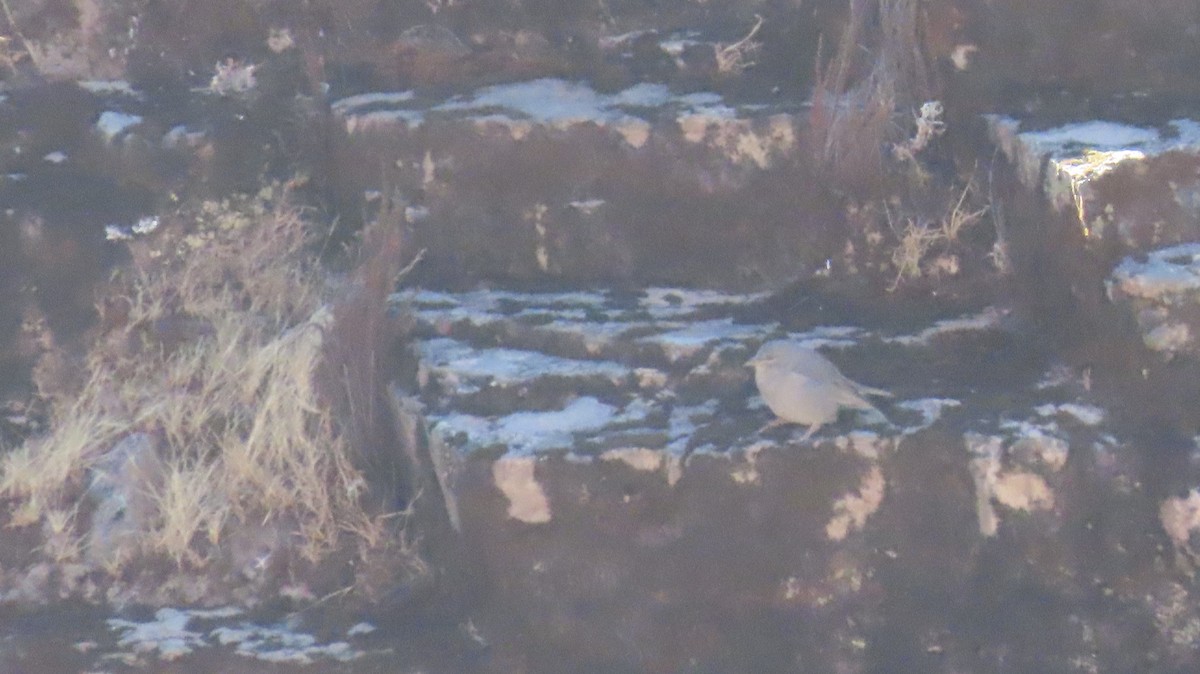 Boulder Finch - ML640310834