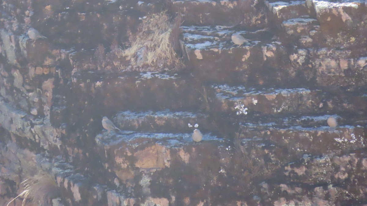 Boulder Finch - ML640310836