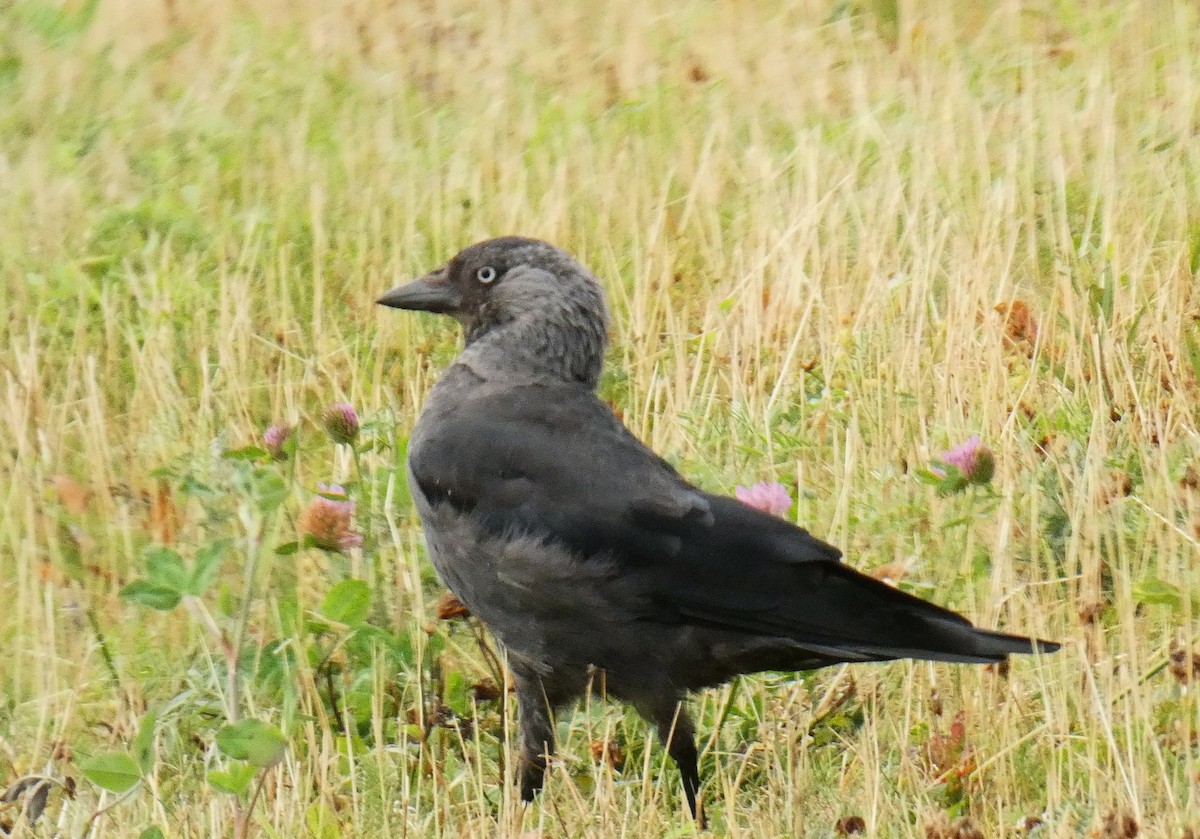 Eurasian Jackdaw - ML640310869