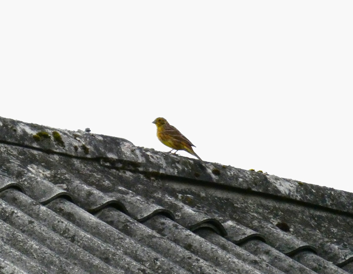 Yellowhammer - ML640310879