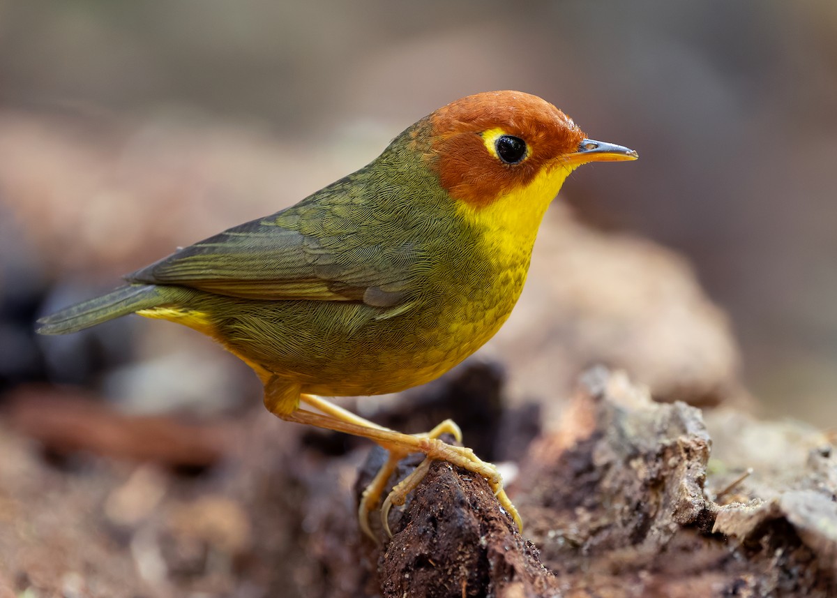 Chestnut-headed Tesia - ML640310883