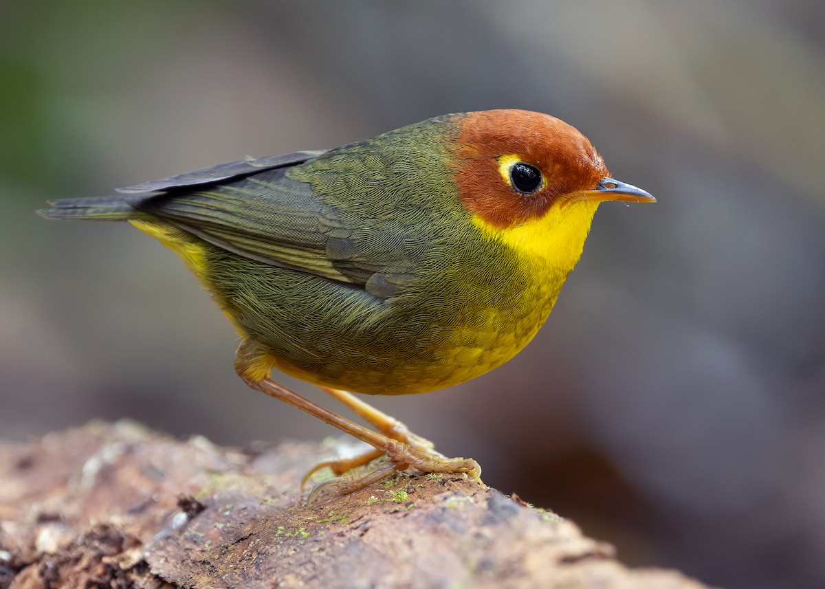 Chestnut-headed Tesia - ML640310884