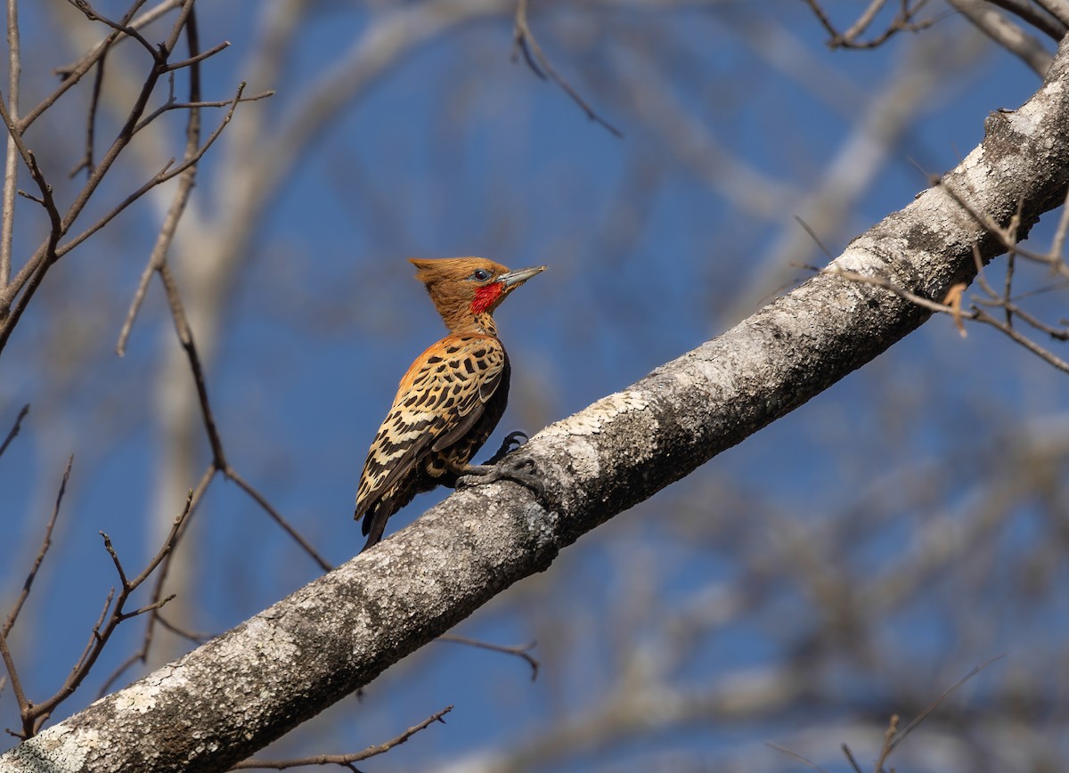 Ochre-backed Woodpecker - ML640310890