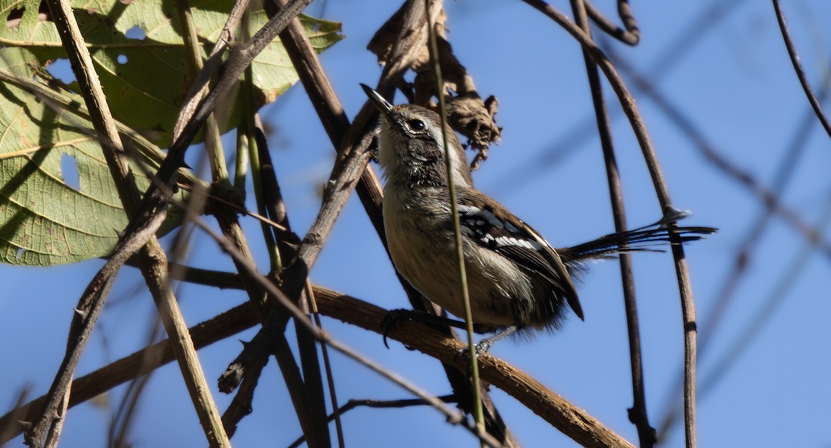 Black-bellied Antwren - ML640310896