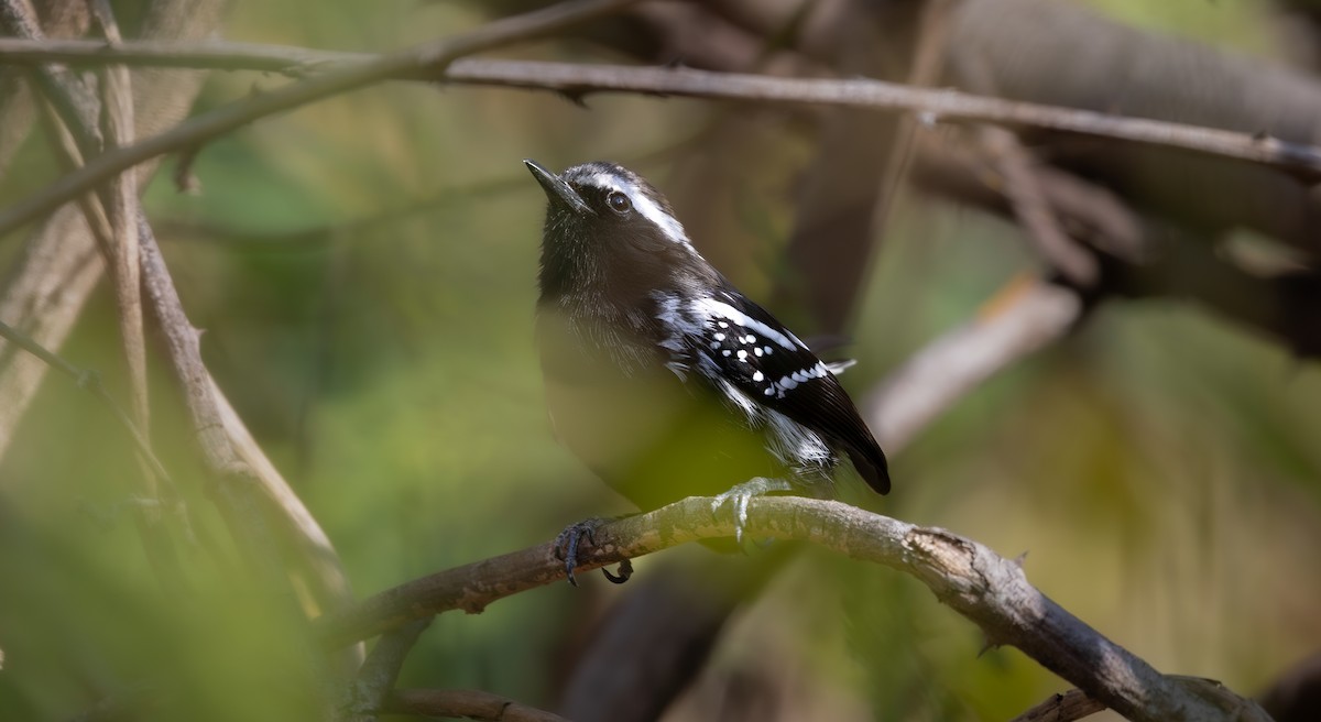 Black-bellied Antwren - ML640310897